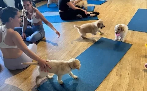 unique-yoga-classes-denver puppy yoga classes in denver